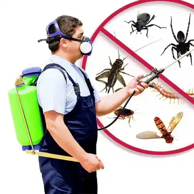 pest control Chums Corner